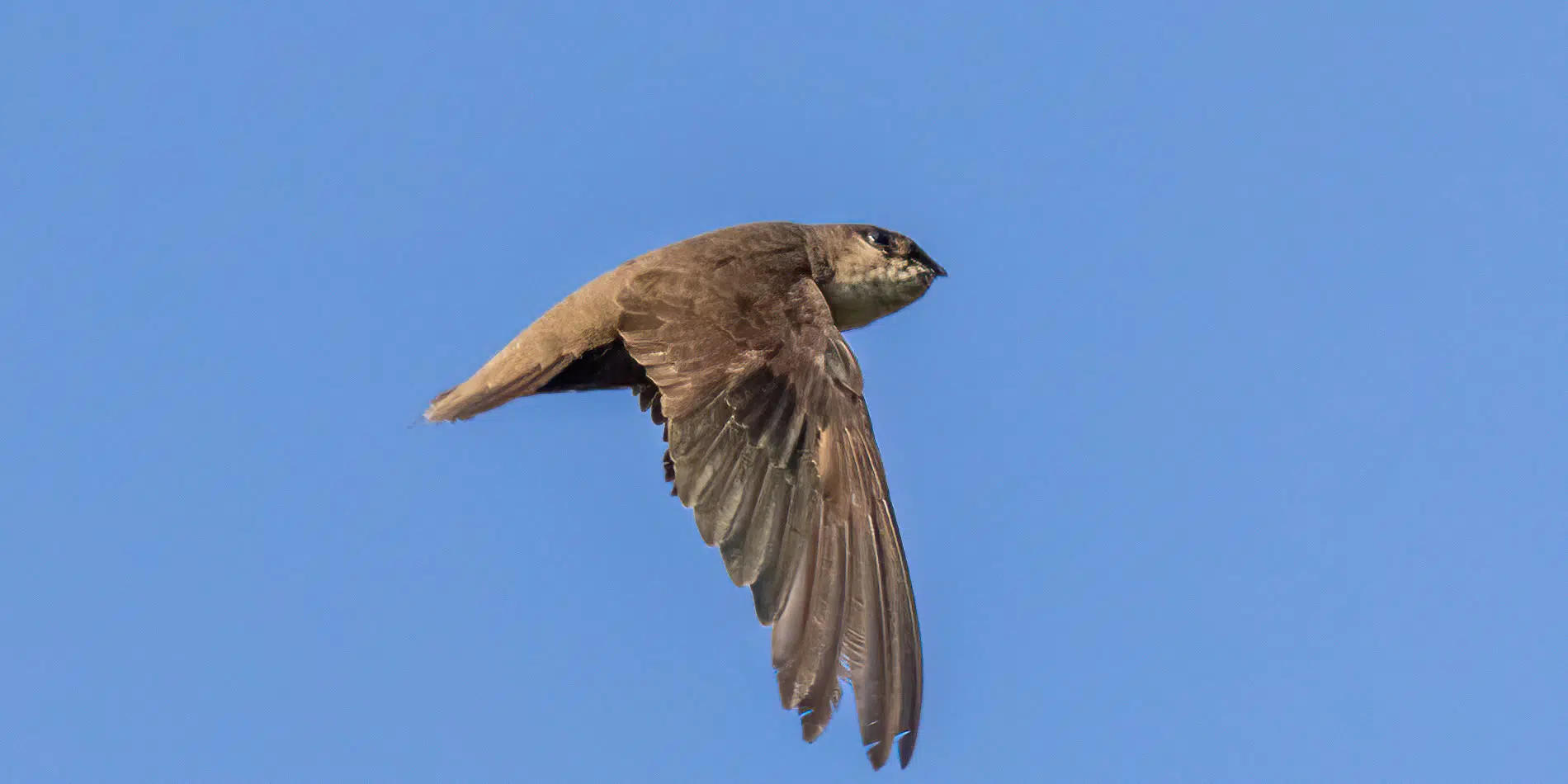 Chimney Swifts