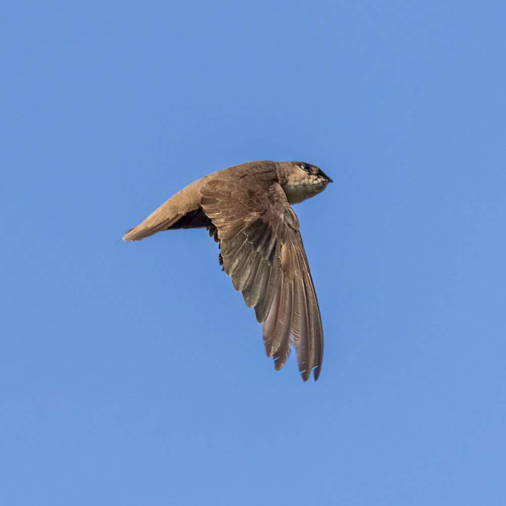 Chimney Swift